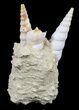 Fossil Gastropod (Haustator) Cluster - Damery, France #56374-1